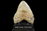 Fossil Megalodon Tooth - North Carolina #109809-1